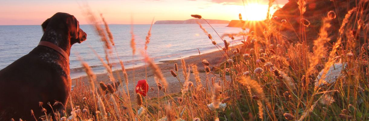 Dog on cliff looking out to sunset across beach - Dog friendly holidays UK